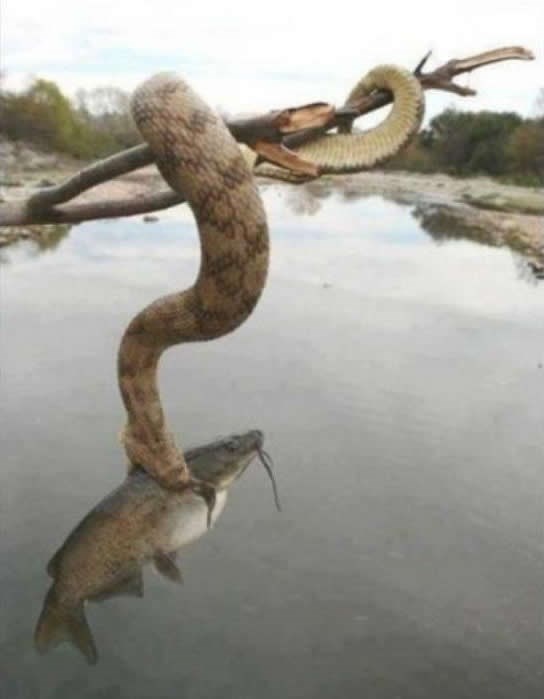 Glupa zmijo, pusti me, ti si kopnena životinja!!