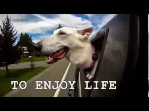 Najvažnije lekcije o životu naučili smo od njih!