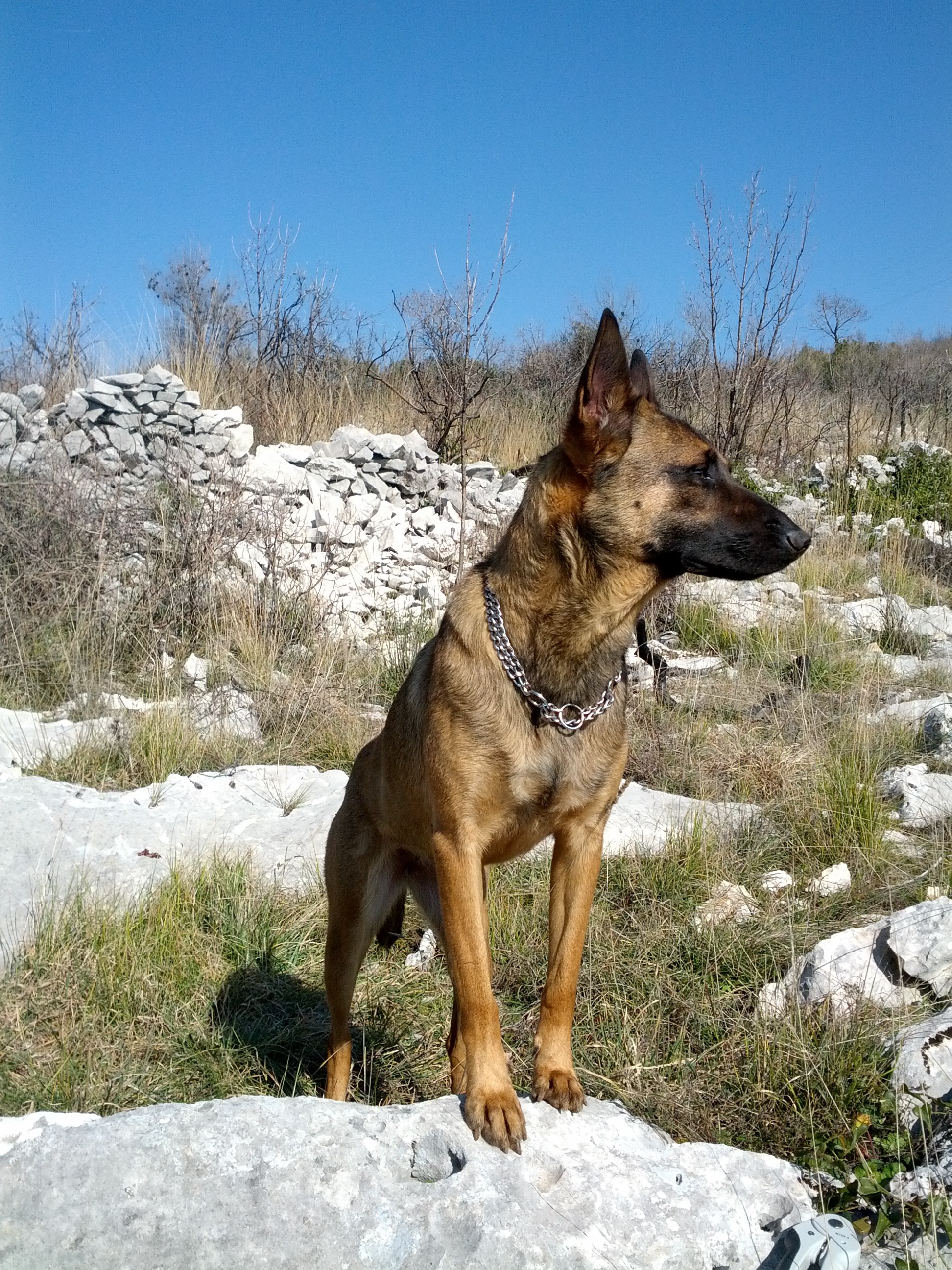 Tara je uvijek budna