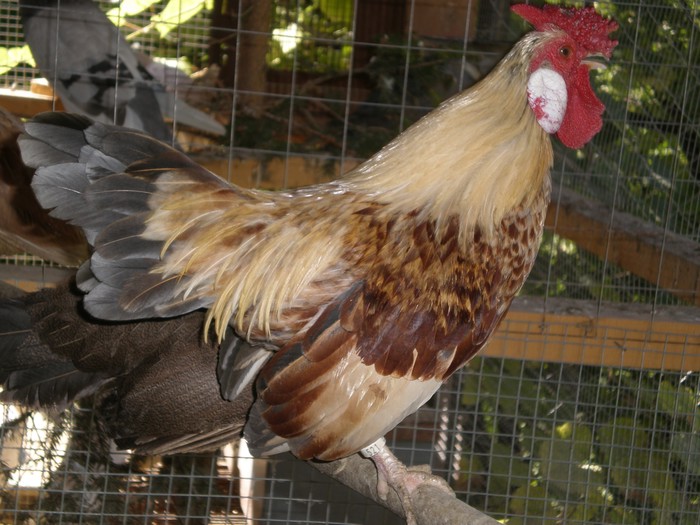 Kokot kukuriće