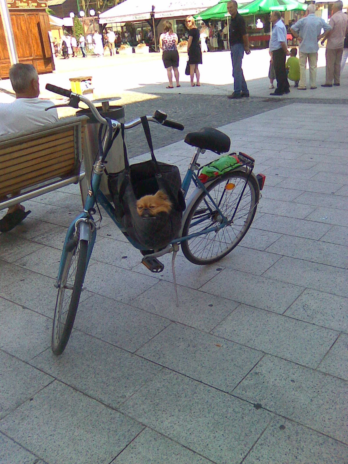 vjerni psić čeka gazdaricu