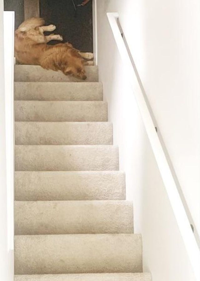12. Žena je uslikala psa iz neobičnog kuta. Ljudi raspravljaju je li pas na vrhu ili pri dnu stepenica?