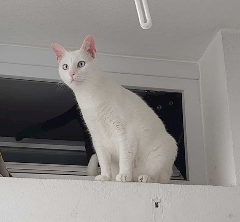 14. Na ovoj fotografiji se nalaze dvije mačke