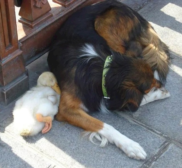 3. Jedna žena je snimila ovaj dirljiv prizor u Parizu 🥰