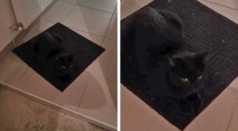 9. Kakva kamuflaža!