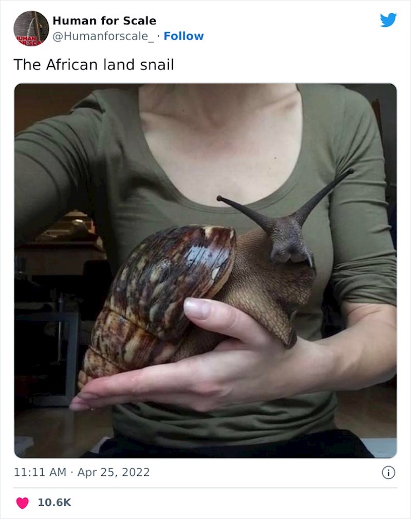 3. Jeste li ikada vidjeli kako izgleda afrički puž?