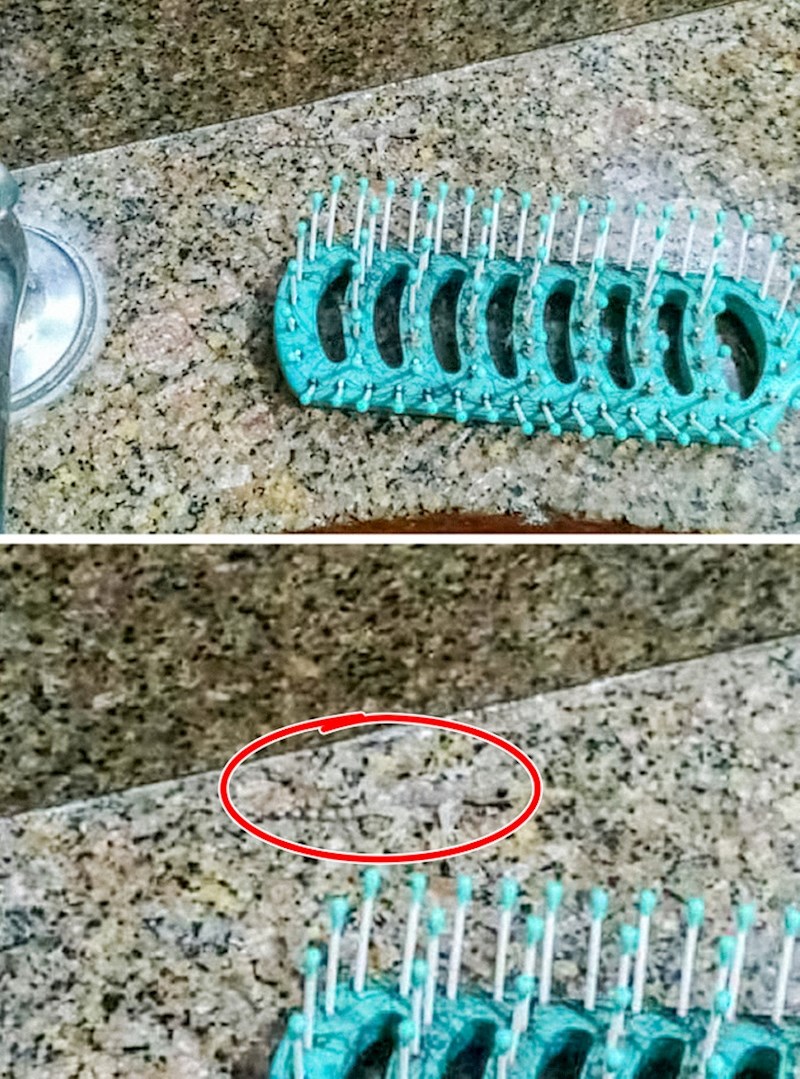 14. Vidite li guštera na ovoj slici?