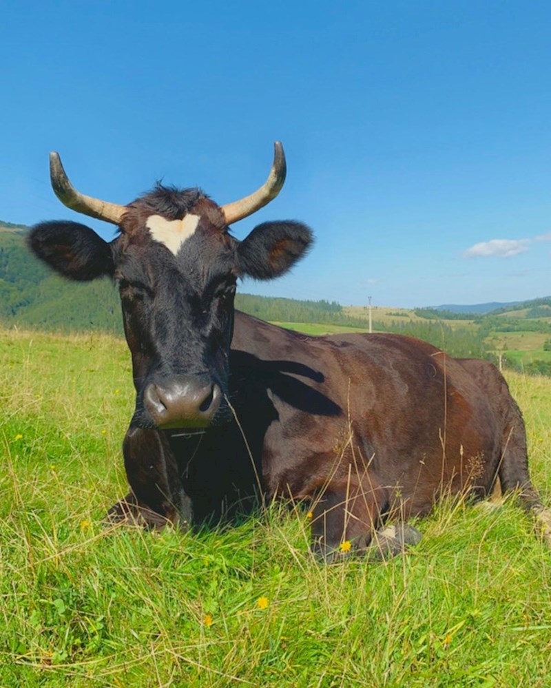 18. Srce na čelu 😍