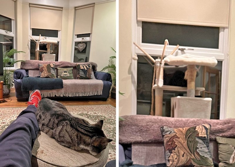 2. Na ovoj su fotografiji dvije mačke, vidite li drugu?