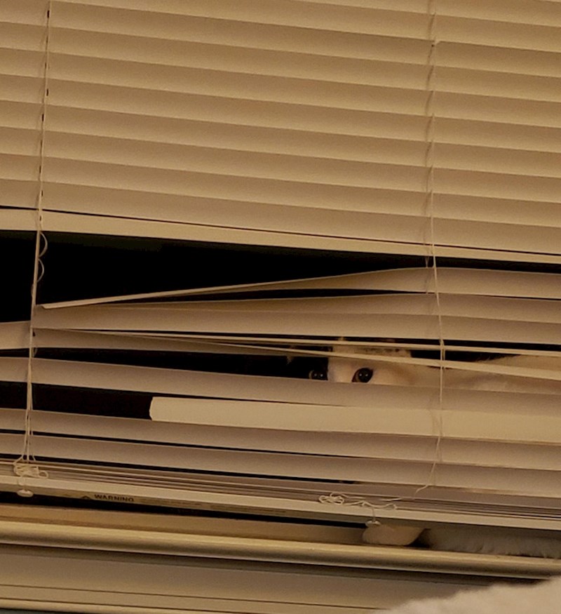 19. Čini nam se da nas netko promatra 🧐