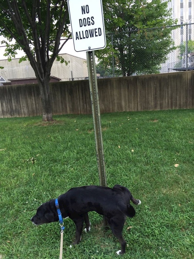 17. Što ste ono rekli? 😅