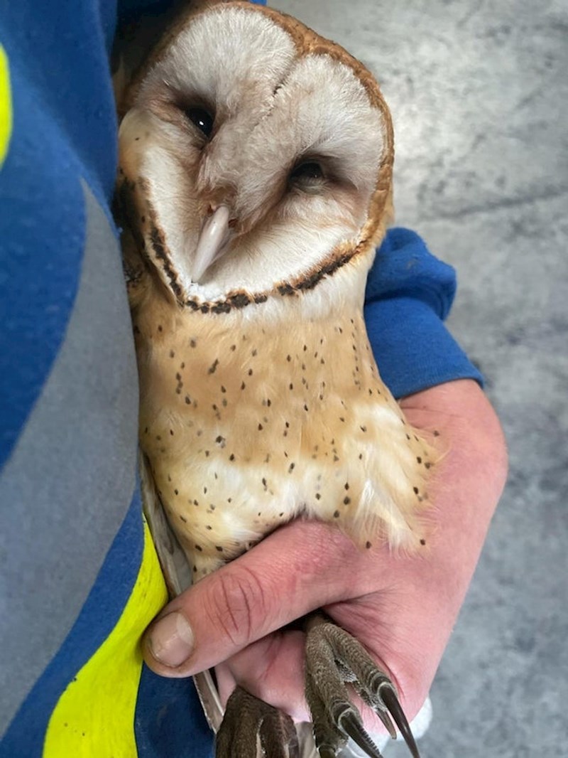 Ova ljepotica im je uletjela u štagalj 🥰