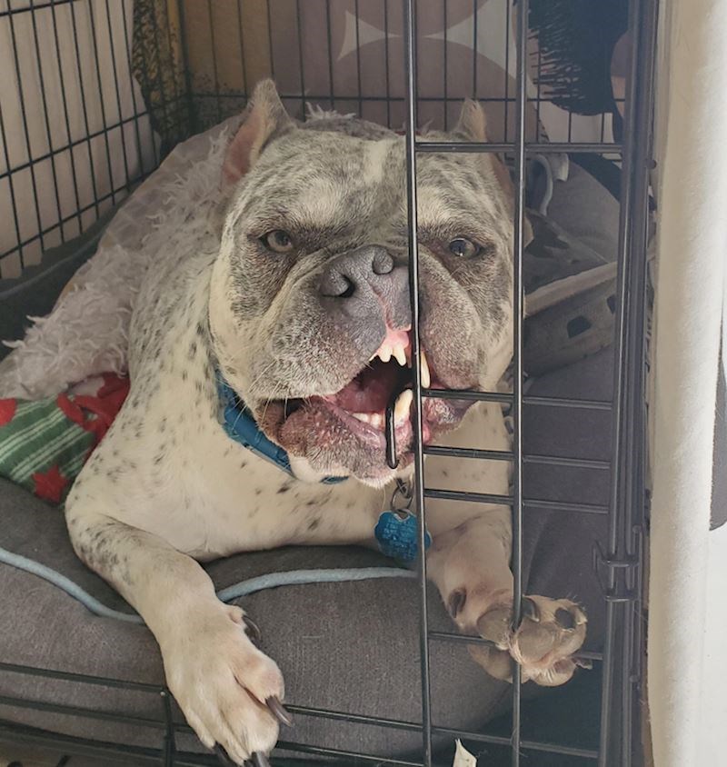 3. Ovo je vjerojatno njegova "strašna" faca 😃