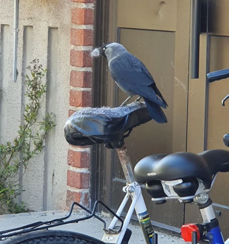 Da nam je vidjeti reakciju vlasnika ovog bicikla...