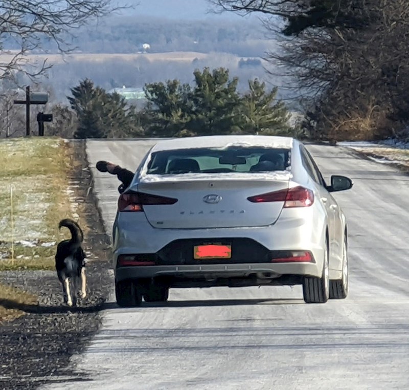 9. Čovjek je podijelio fotografiju bizarnog načina kako njegova susjeda šeće psa