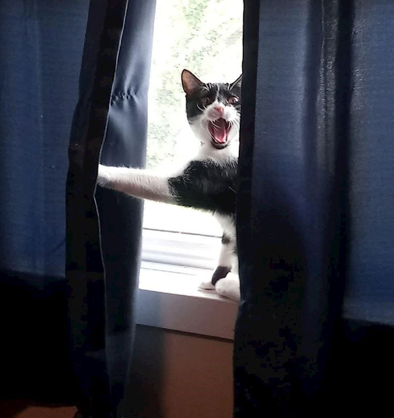 12. Reakcija kad dolaze nenajavljeni gosti