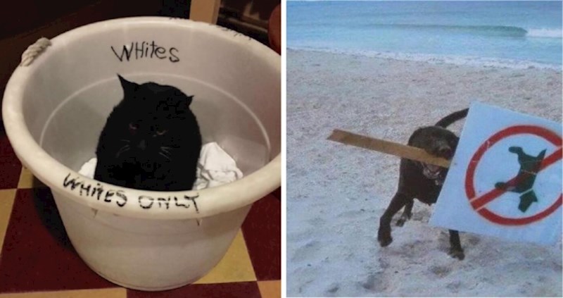 10+ urnebesnih fotografija životinja koje su odlučile ignorirati pravila, prizori su predobri