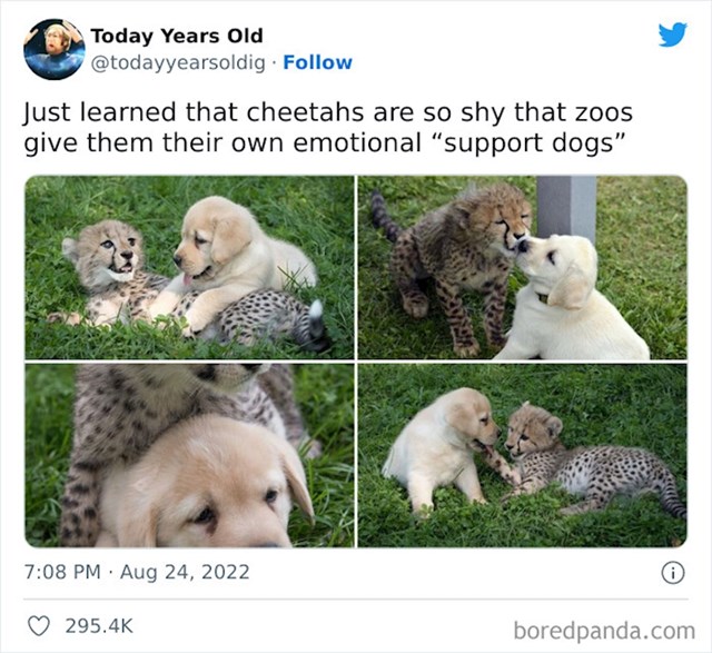 11. Neki zoološki vrtovi mladunčadi geparda dovode pse kako ne bi bili usamljeni