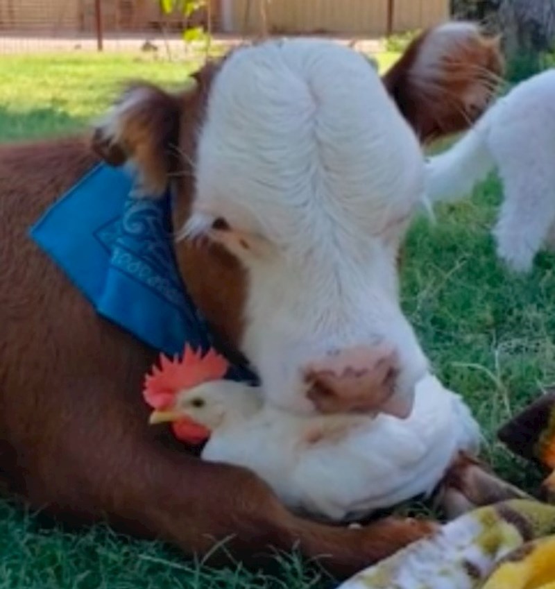 8. Tele i kokoš 😍