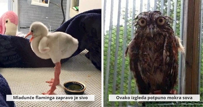 Ovaj Twitter profil objavio je fora činjenice o životinjama, donosimo 20 koje vjerojatno niste znali