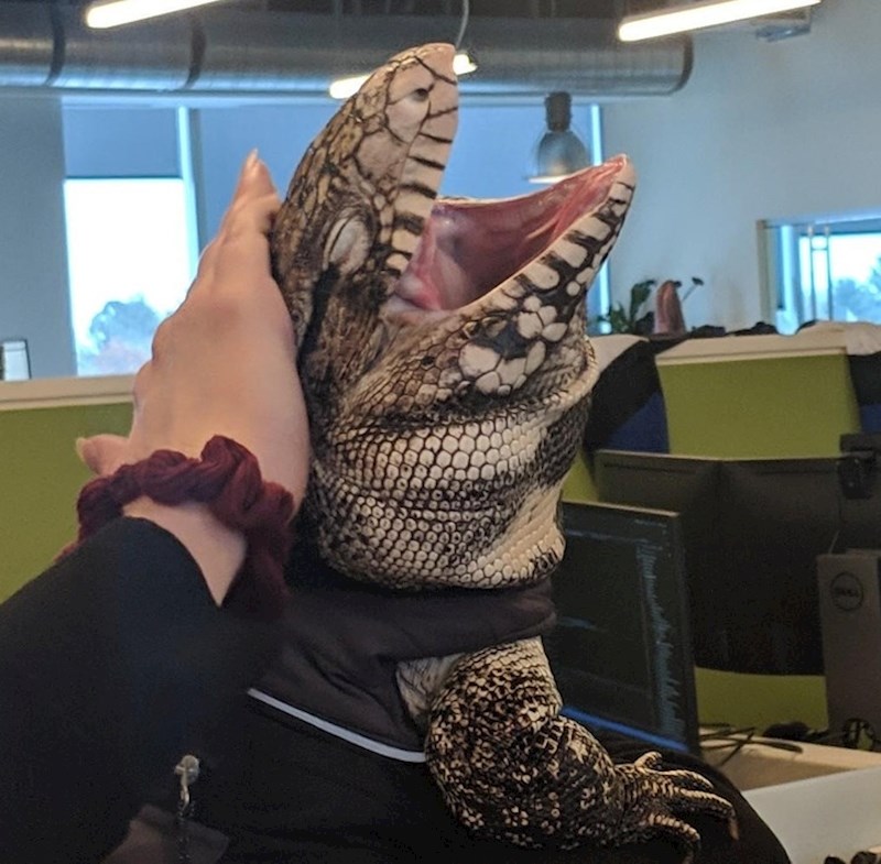 6. "Povela sam svog ljubimca guštera na posao prošli tjedan. Izgleda kao da je uživao"