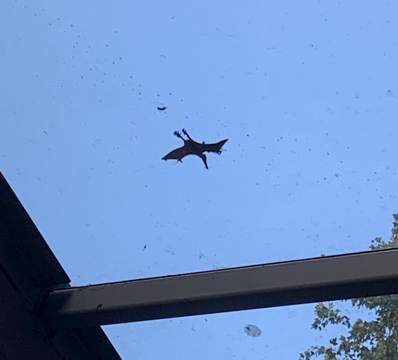 5. Izgleda kao dinosaur, a zapravo je list