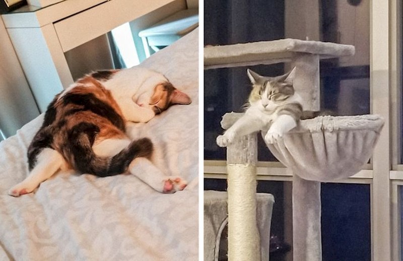 3. Što reći osim - mačke 😂