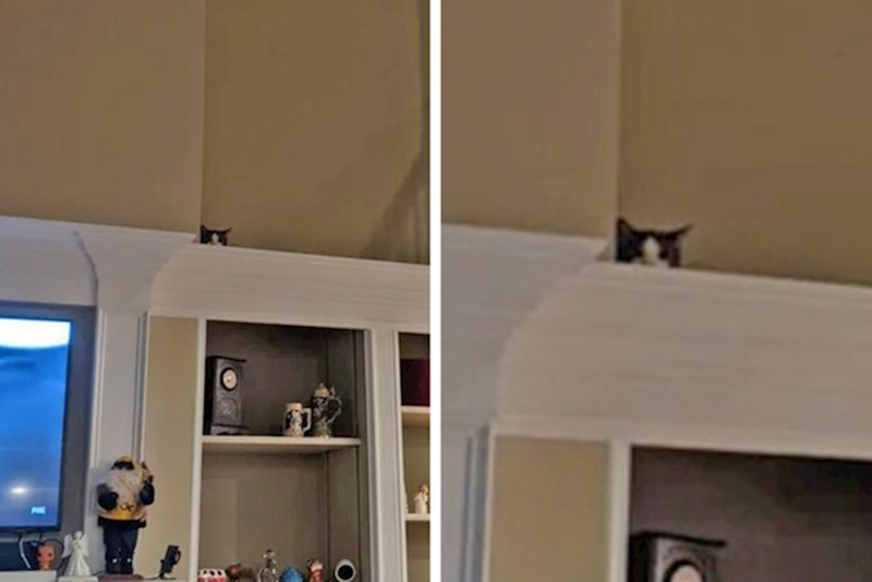 4. Maleni slatkiš je mislio da se dobro sakrio, ipak je odao svoju lokaciju