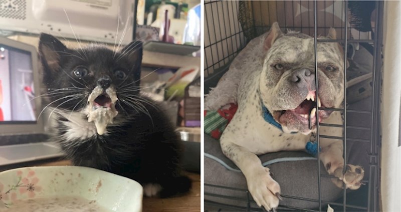 15 fotografija snimljenih u savršenom trenutku da uhvate urnebesno ponašanje ovih životinja