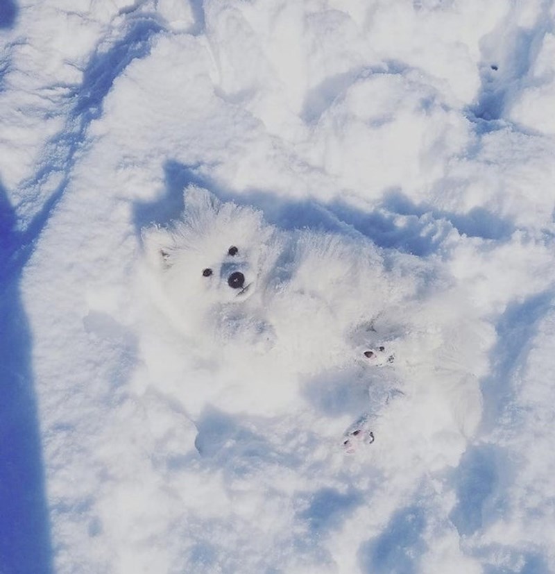 4. Ovo bi bila savršena krinka, ali su ga tamne oči odale 😂