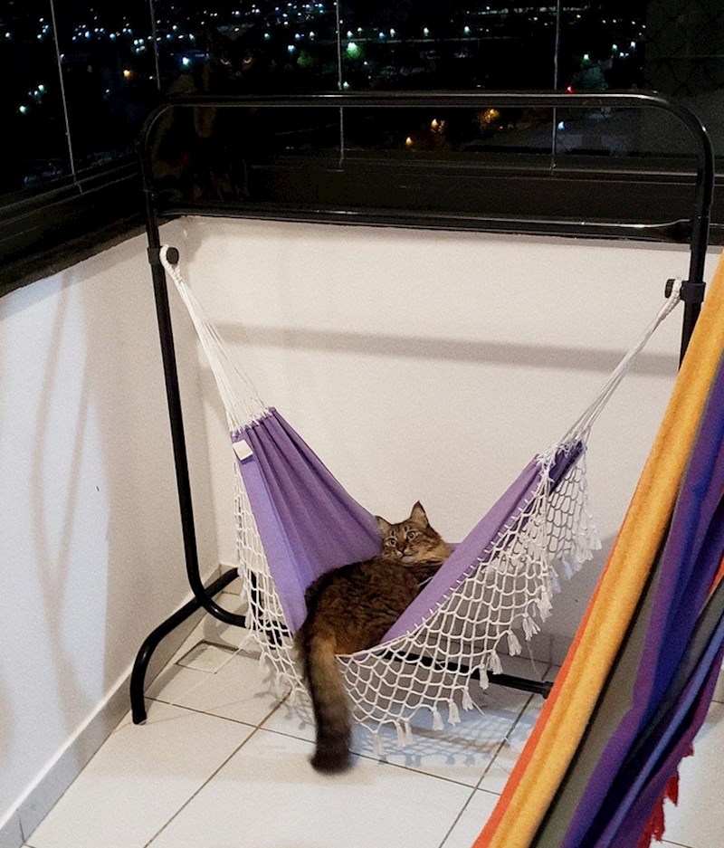 11. Na ovoj fotografiji se nalaze dvije mačke, vidite li drugu?