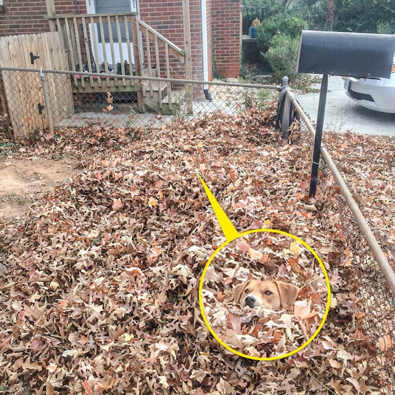 1. Sakrio se u lišću i postao jedno s okolišem 😃