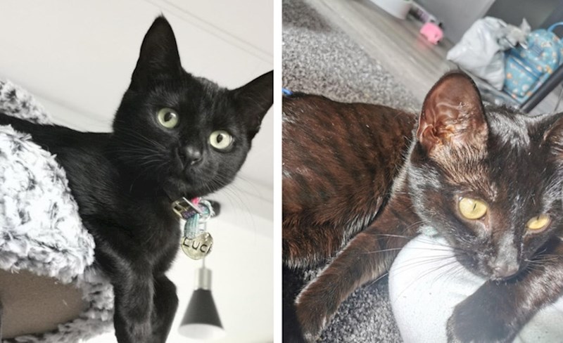 1. Iako izgleda potpuno crno, ova mačka ispod direktnog svjetla ima pruge