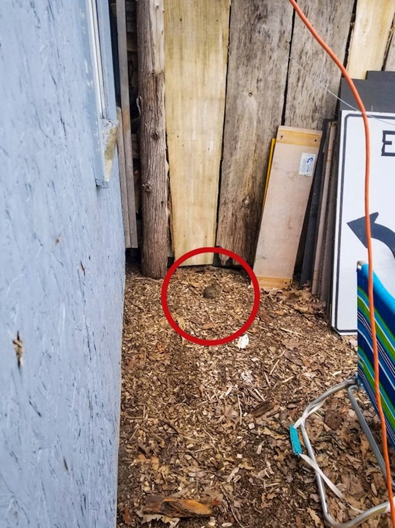 6. Skoro pa ga nismo vidjeli