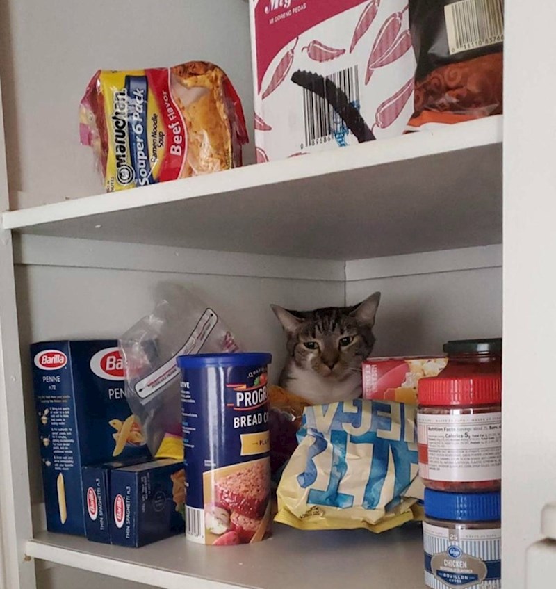 1. Vlasnik je ovu mačku tražio satima i taman kad je pomislio da je pobjegla pronašao ju je u ormariću