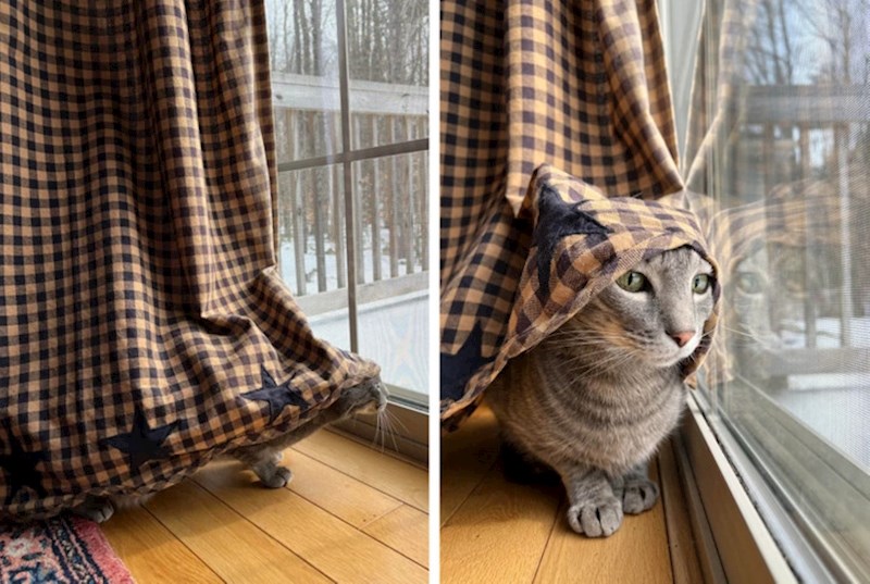 17. Ovako se skriva od ptica