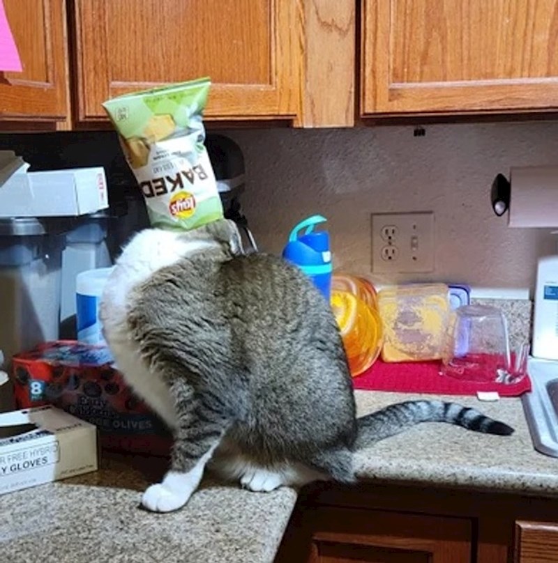 4. Mačke i znatiželja...