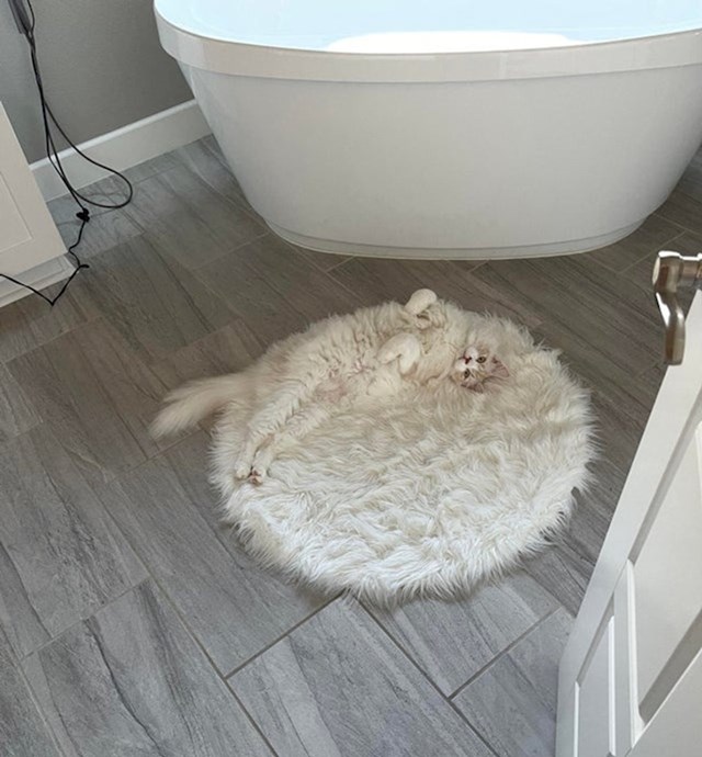 13. Je li ovo tepih ili slatka mačka?