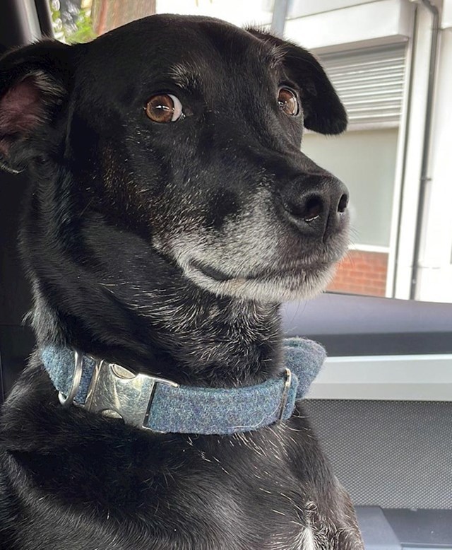12. Ono kad je shvatio da je park zapravo veterinar 😂