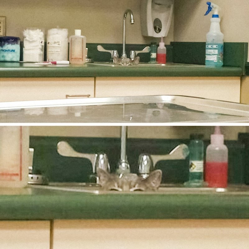 7. Zamalo pa se uspjela sakriti 😃