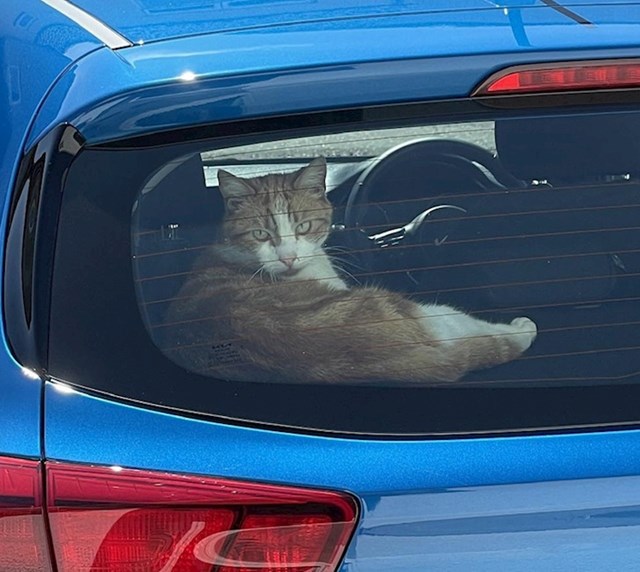 3. "Da, ovo je moj auto, ali ne i moja mačka!"