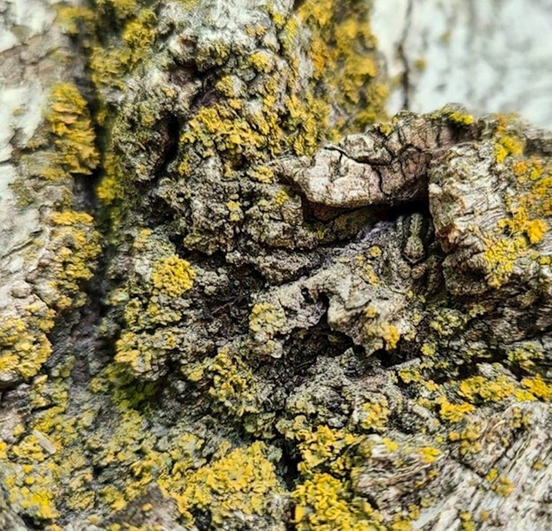 19. Vidite li negdje pauka?