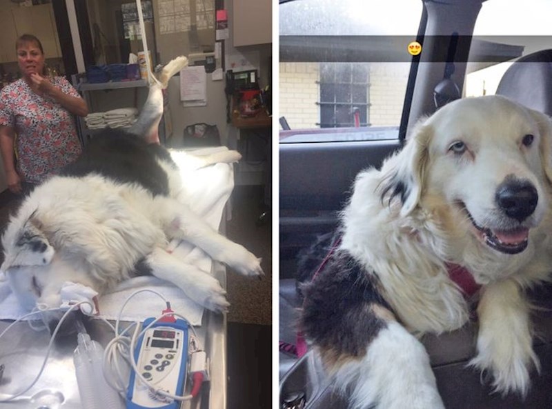 Čovjek je prodao auto kako bi mogao platiti operaciju za svog psa