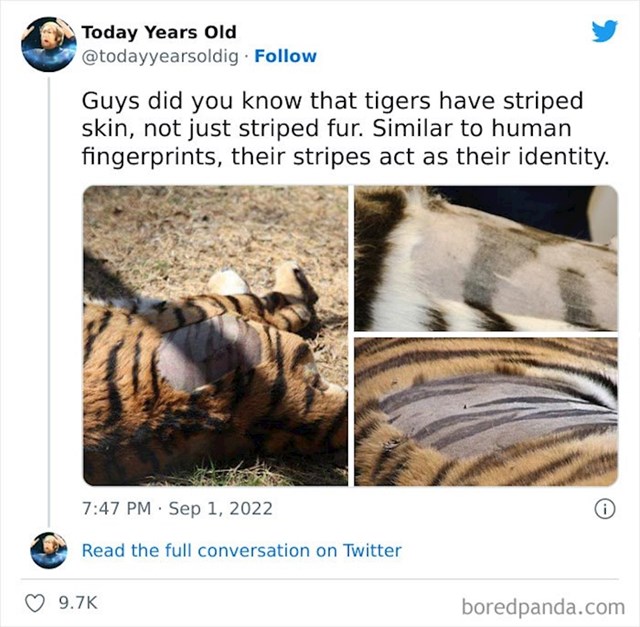 14. Znali smo da tigrovi imaju pruge po dlaci, ali jeste li znali da je i njihova koža prugasta?