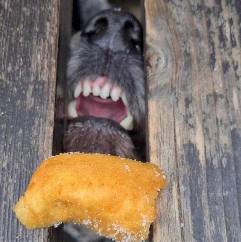 10. Nadamo se da je uspio doći do hrane 😅