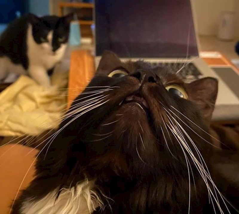 6. Dobro pogledajte obje mačke 😂