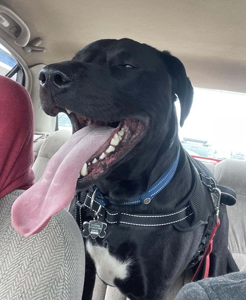 19. Pas Orbit koji ima jako dugačak jezik