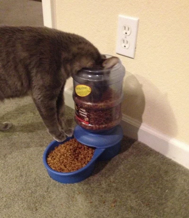 Zašto bi jela iz posudice kad u spremniku ima više hrane?