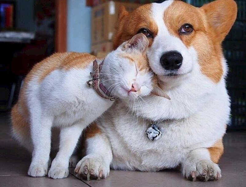 6. Tko kaže da se mačke i psi ne vole? 🥰