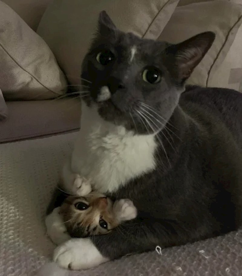 14. Druga mačka se jedva vidi 😃